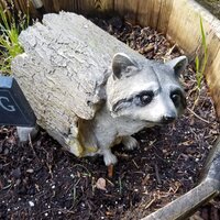 Design Toscano Bandit, The Raccoon Statue & Reviews | Wayfair